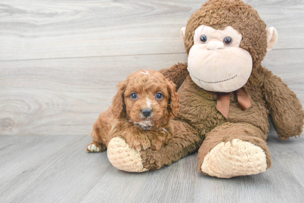 Best Cavapoo Baby