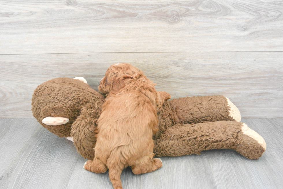 Sweet Cavapoo Baby