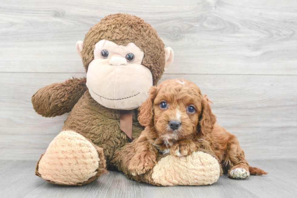 Best Cavapoo Baby