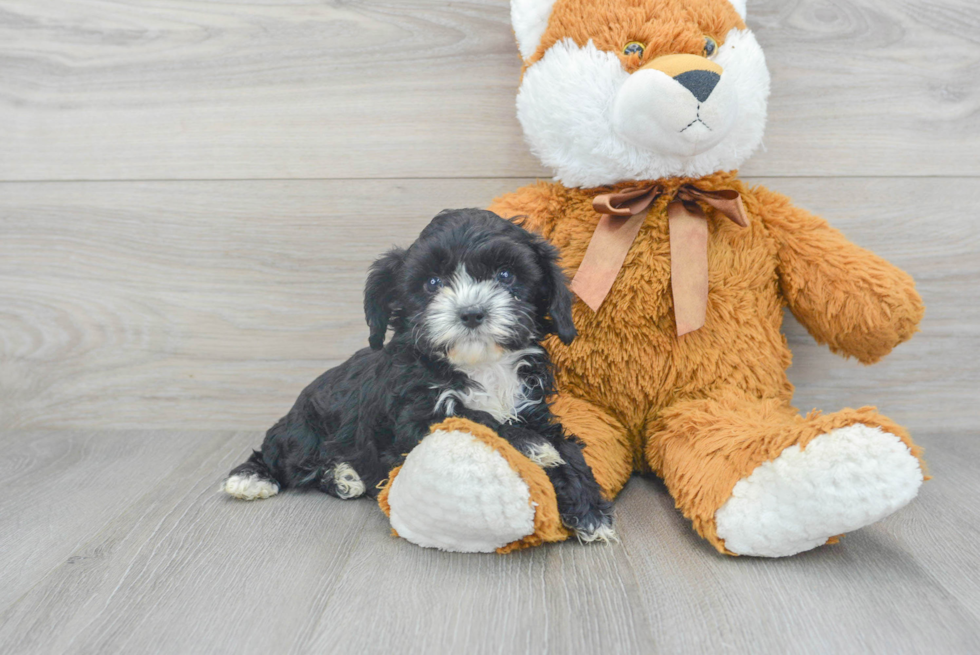 Petite Cavapoo Poodle Mix Pup