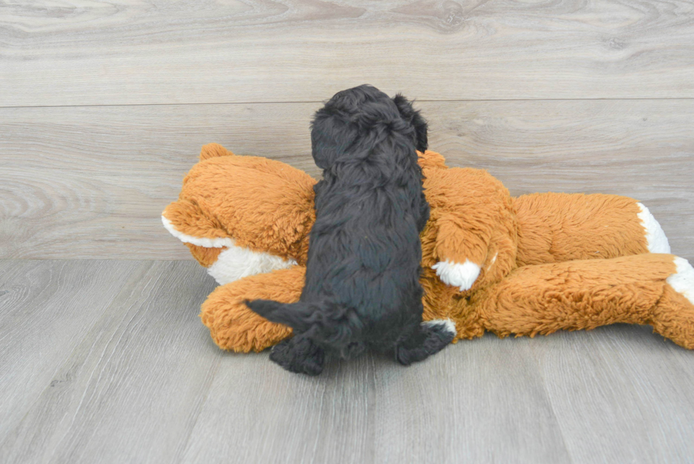 Happy Cavapoo Baby