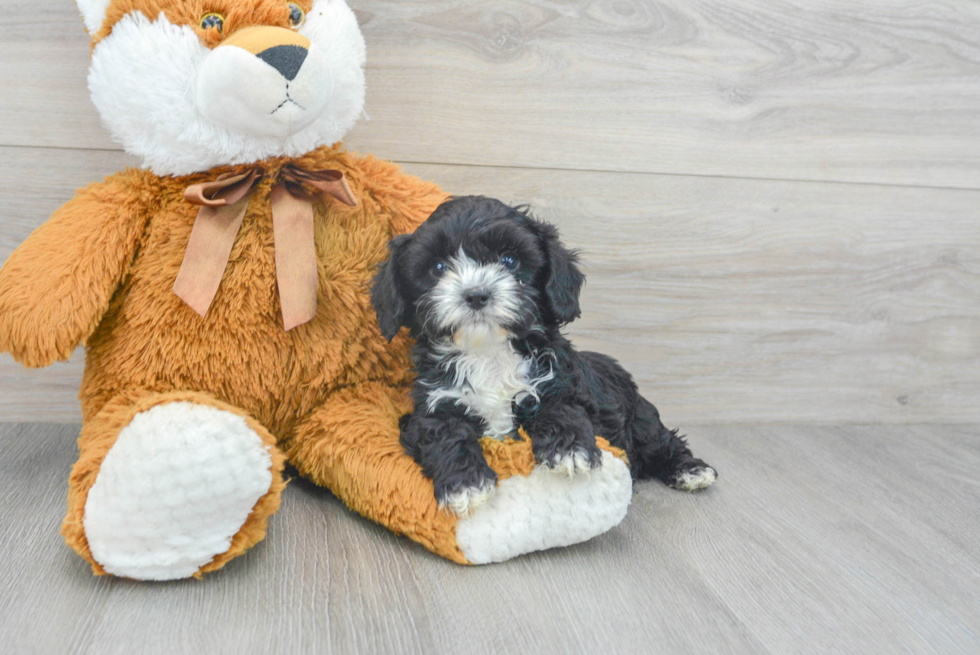 Cute Cavapoo Baby