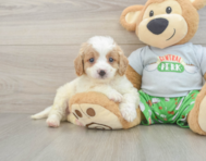 8 week old Cavapoo Puppy For Sale - Premier Pups