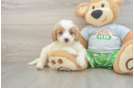 Adorable Cavalier King Charles Spaniel and Poodle Mix Poodle Mix Puppy