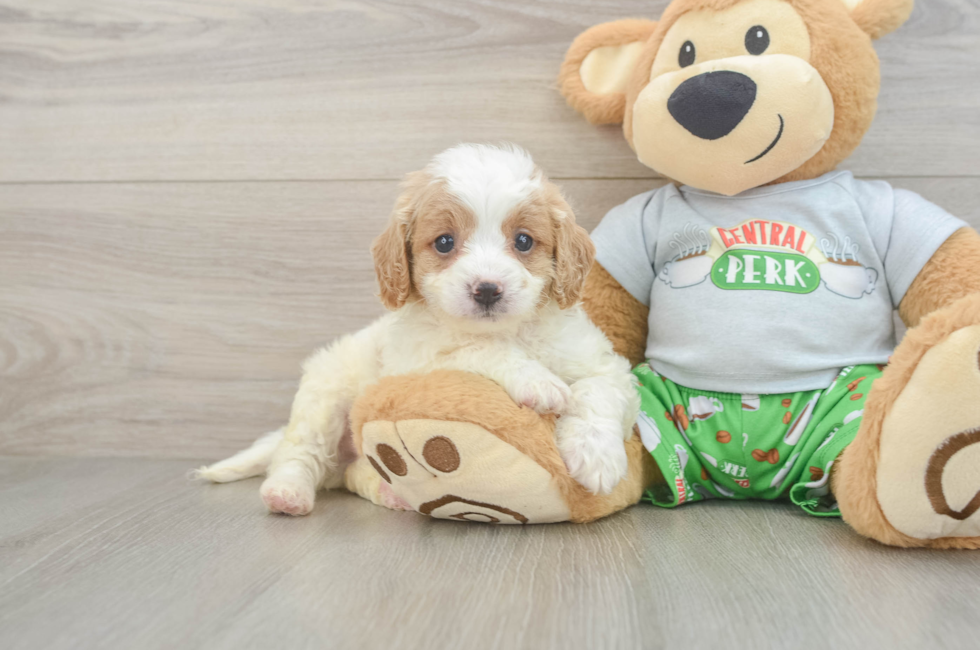 6 week old Cavapoo Puppy For Sale - Premier Pups