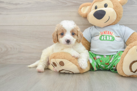 Adorable Cavalier King Charles Spaniel and Poodle Mix Poodle Mix Puppy