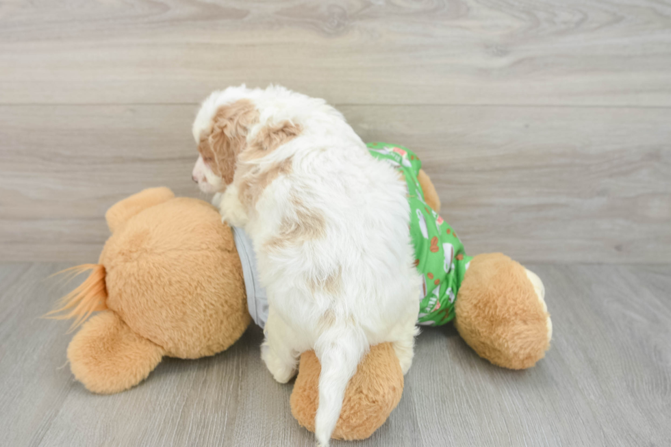 Cavapoo Pup Being Cute