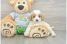 Adorable Cavalier King Charles Spaniel and Poodle Mix Poodle Mix Puppy