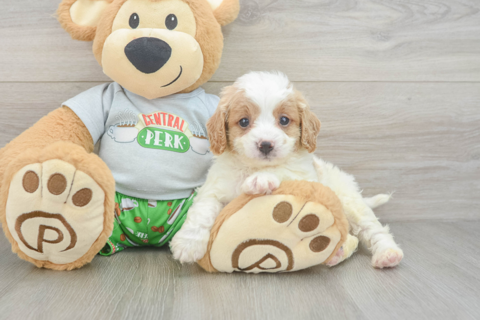 Adorable Cavalier King Charles Spaniel and Poodle Mix Poodle Mix Puppy