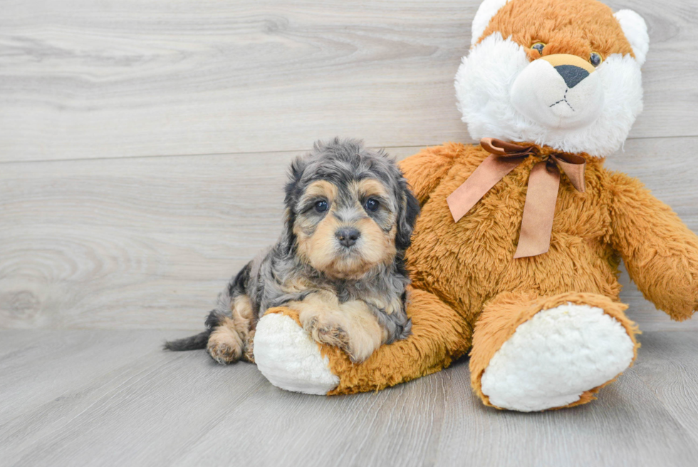 Cavapoo Pup Being Cute