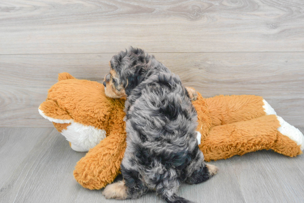 Playful Cavoodle Poodle Mix Puppy