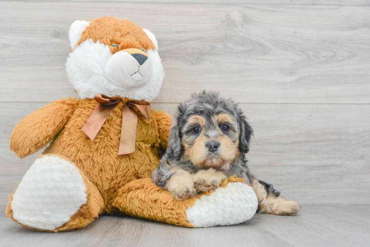 Petite Cavapoo Poodle Mix Pup