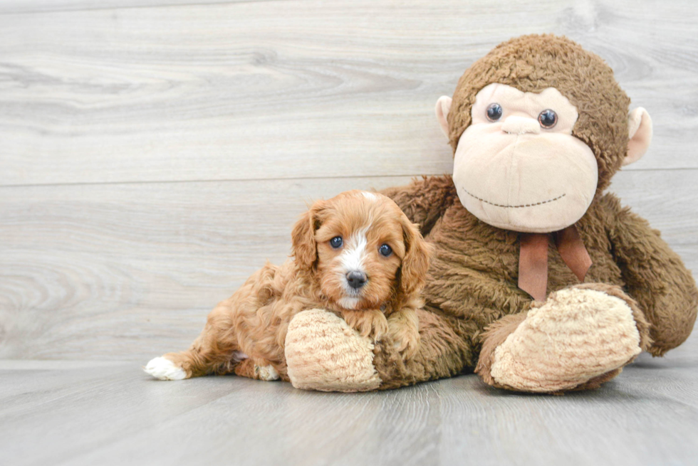 Cute Cavapoo Baby