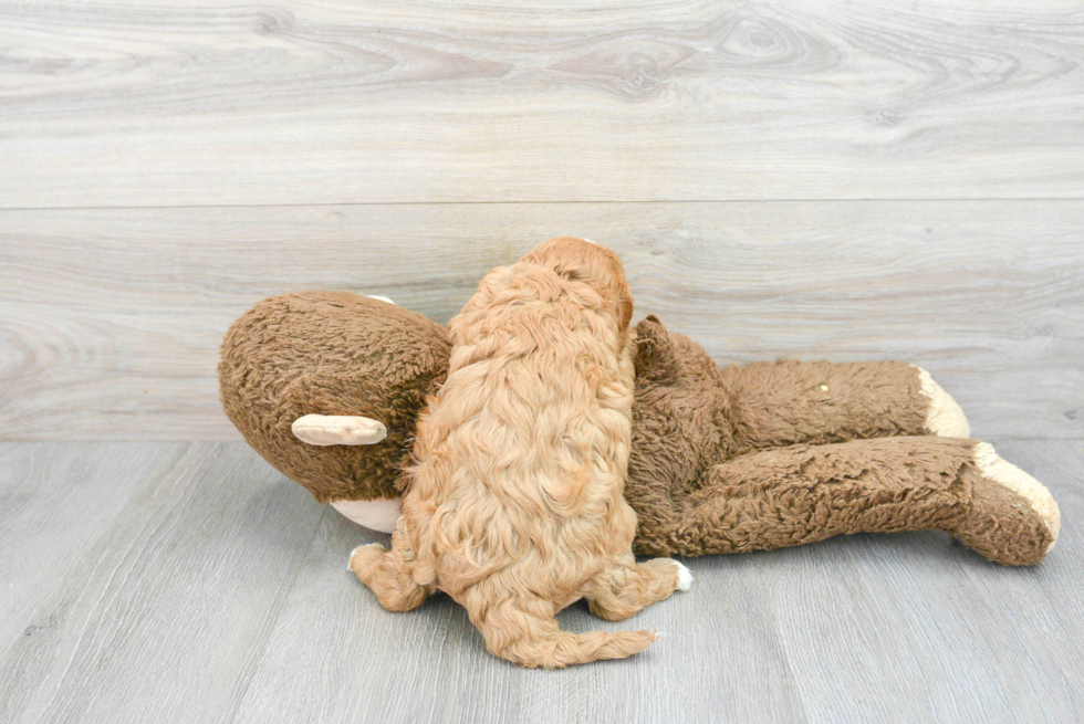 Cavapoo Pup Being Cute