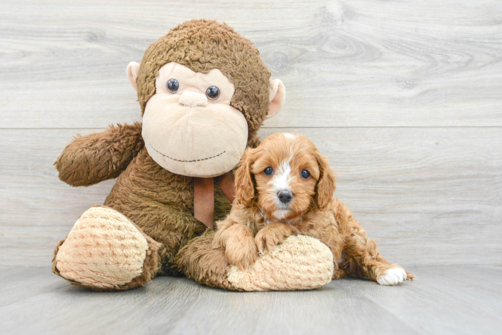 Cavapoo Pup Being Cute