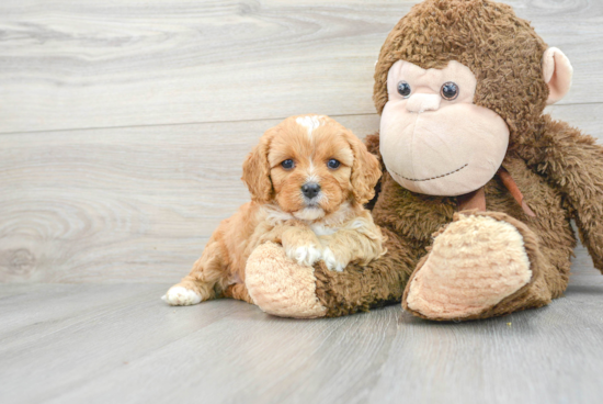 Cavapoo Pup Being Cute