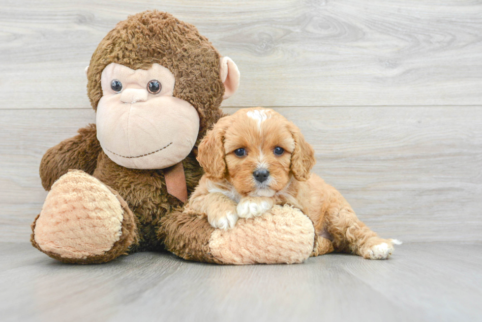 Sweet Cavapoo Baby