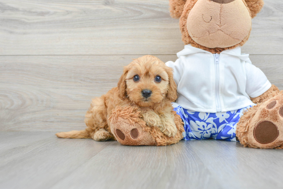 Cavapoo Pup Being Cute