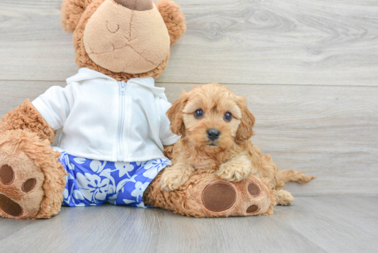 Best Cavapoo Baby