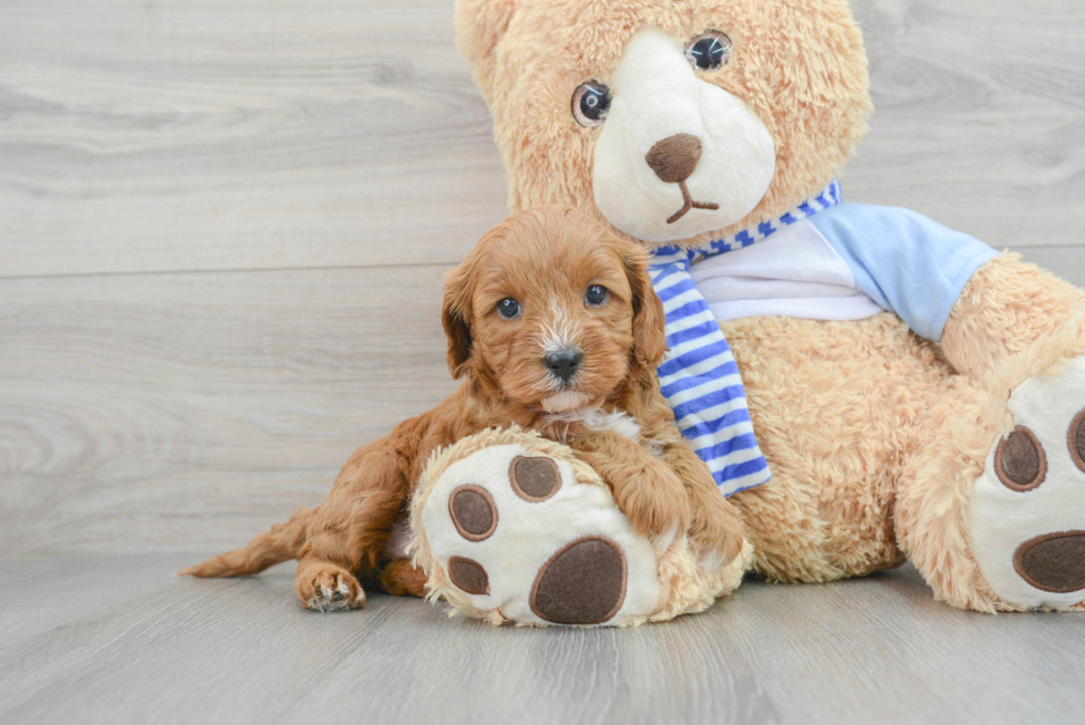 Best Cavapoo Baby