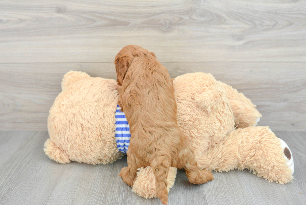 Cavapoo Pup Being Cute