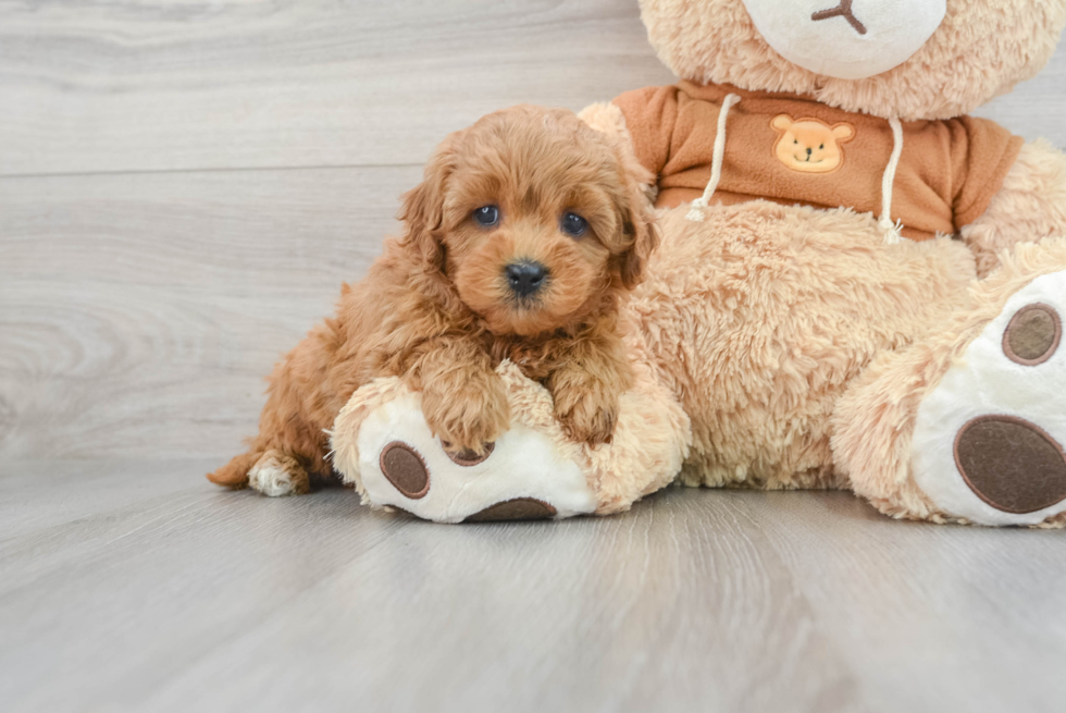 Petite Cavapoo Poodle Mix Pup