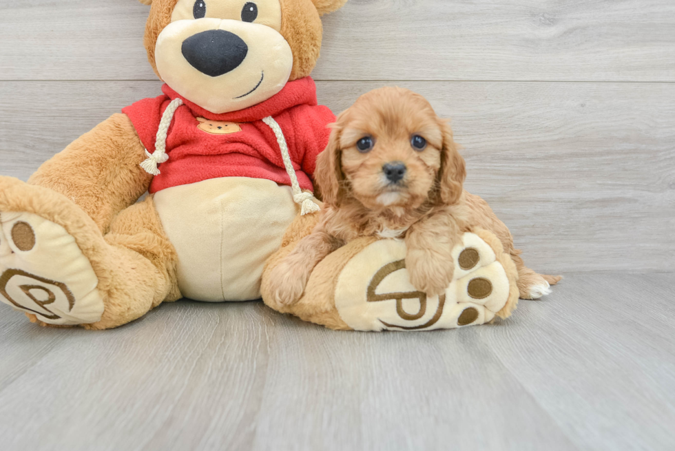 Cavapoo Pup Being Cute