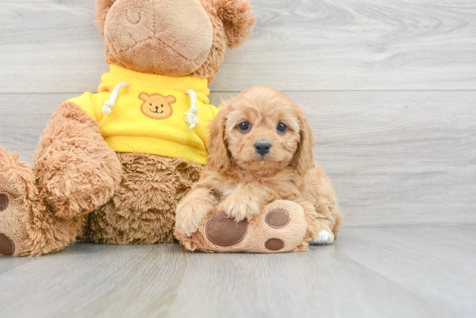 Petite Cavapoo Poodle Mix Pup