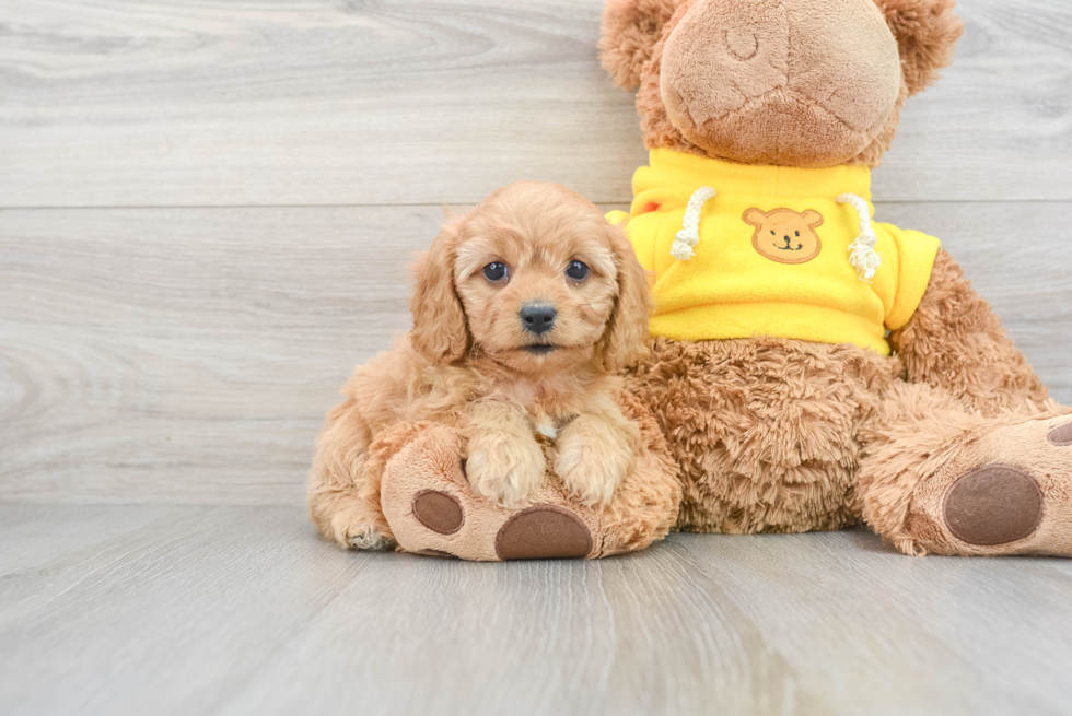 Funny Cavapoo Poodle Mix Pup