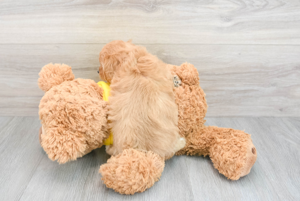 Cavapoo Pup Being Cute