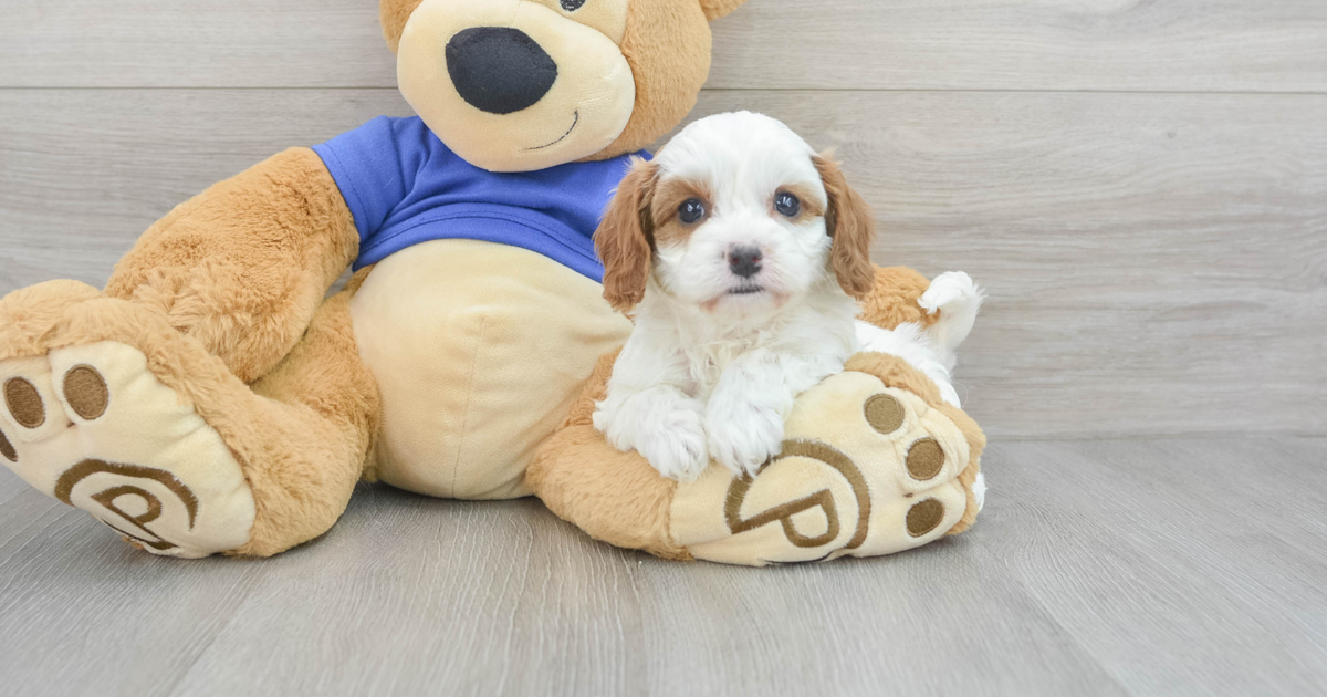 Fluffy Cavapoo Loretta: 4lb 2oz Doodle Puppy