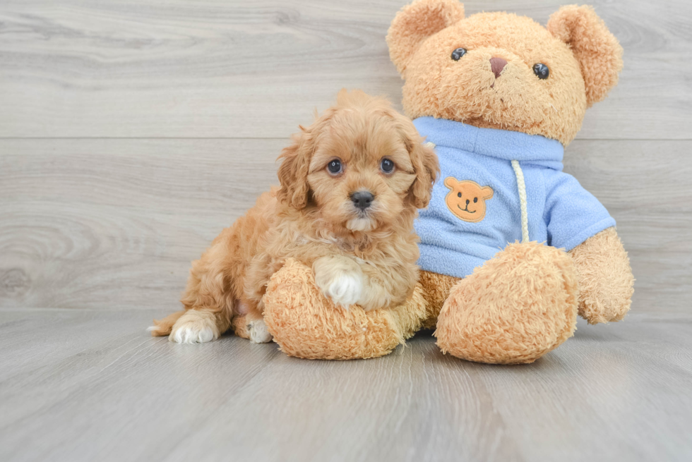 Cavapoo Puppy for Adoption