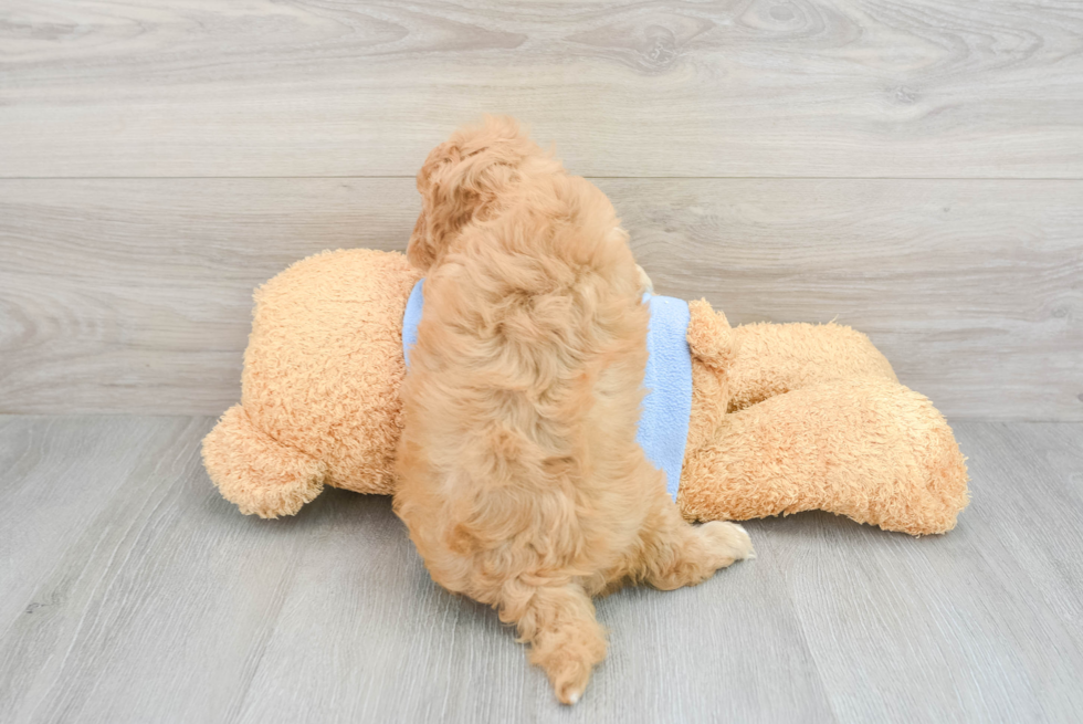 Cavapoo Pup Being Cute