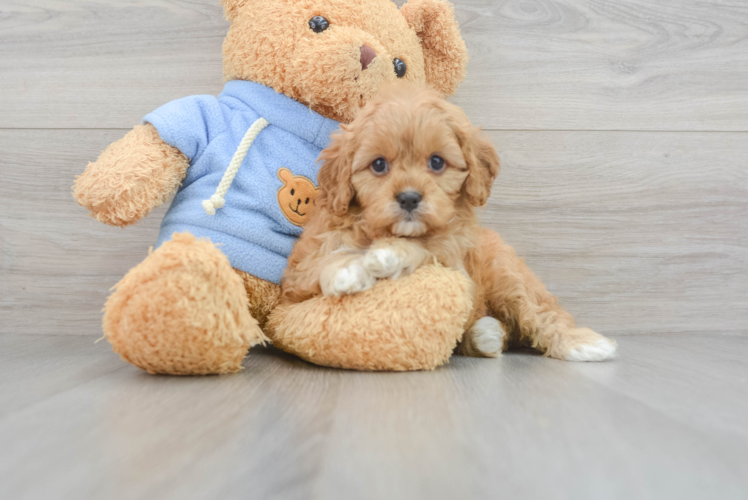 Cavapoo Puppy for Adoption