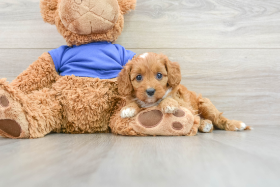 Best Cavapoo Baby