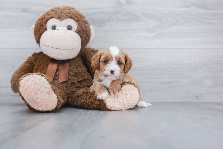 Cute Cavapoo Baby