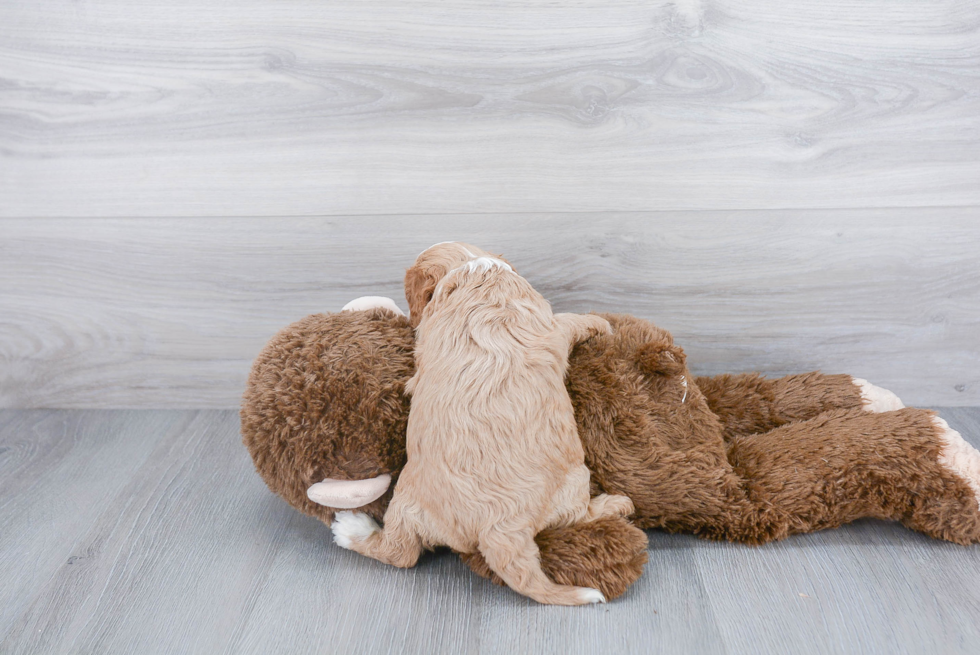 Cavapoo Pup Being Cute