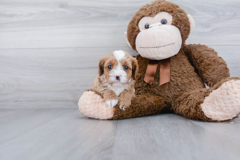 Cavapoo Puppy for Adoption