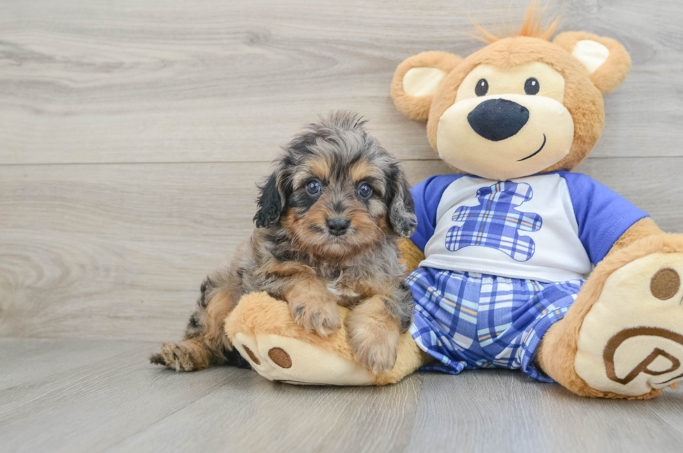 5 week old Cavapoo Puppy For Sale - Premier Pups