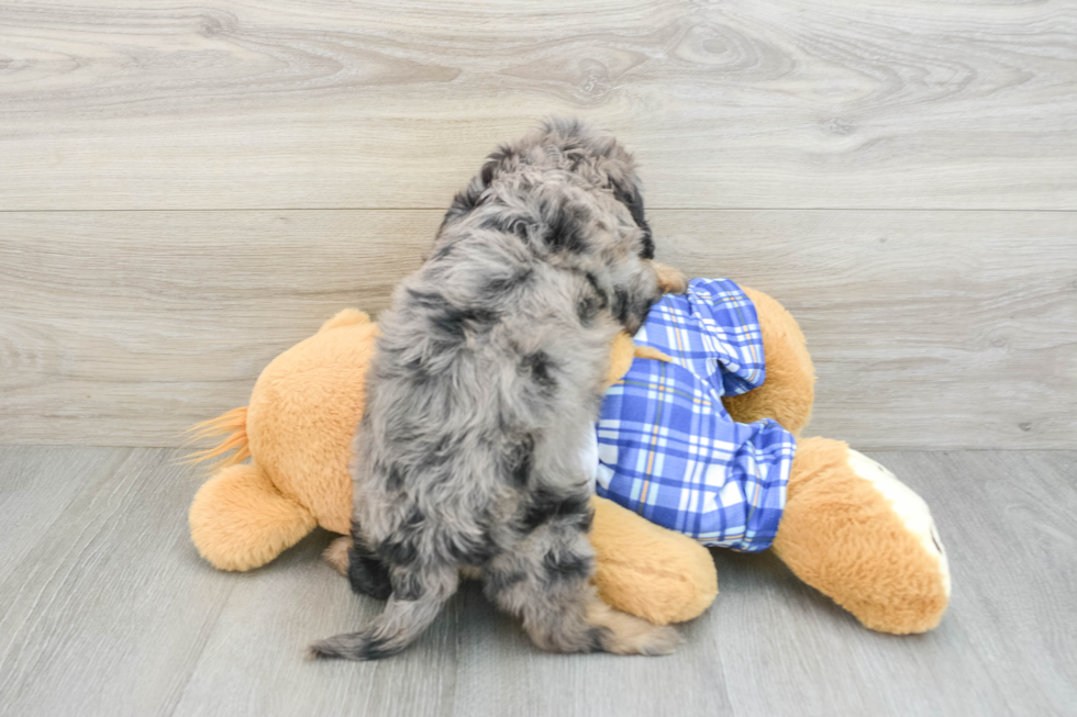 Best Cavapoo Baby