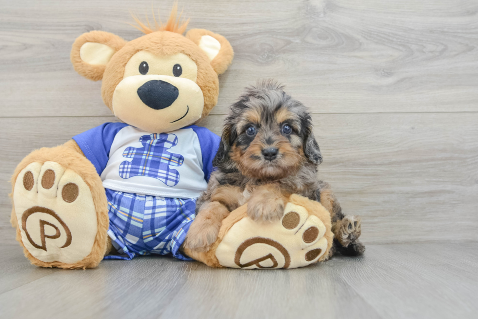 Cavapoo Pup Being Cute