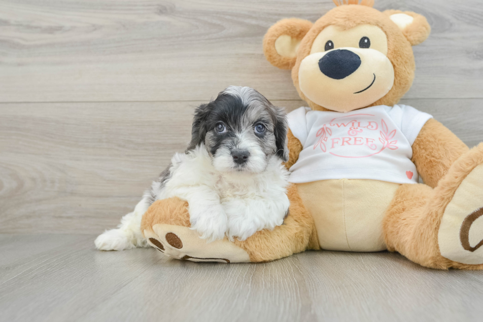 Fluffy Cavapoo Poodle Mix Pup