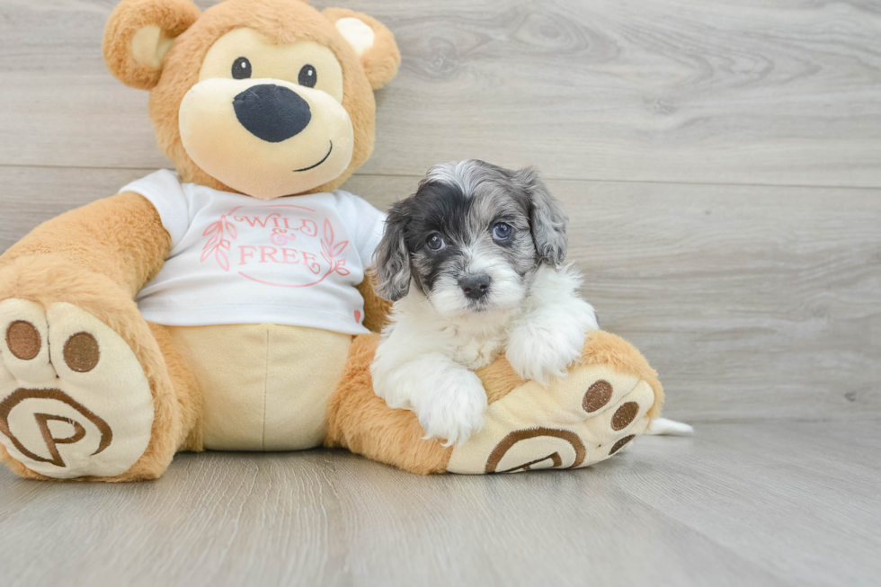 Hypoallergenic Cavadoodle Poodle Mix Puppy