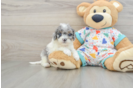 Playful Cavapoodle Poodle Mix Puppy
