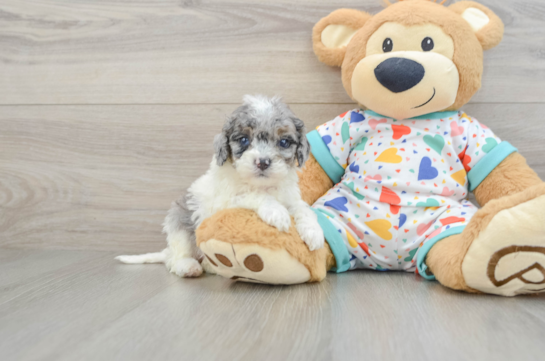 Playful Cavapoodle Poodle Mix Puppy