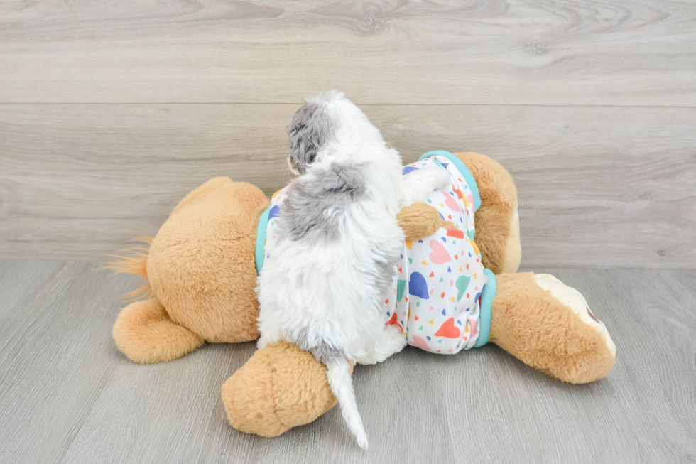 Best Cavapoo Baby