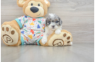 Cavapoo Pup Being Cute