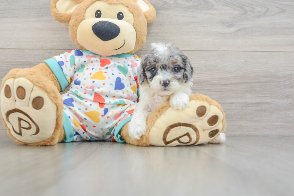 Cavapoo Pup Being Cute