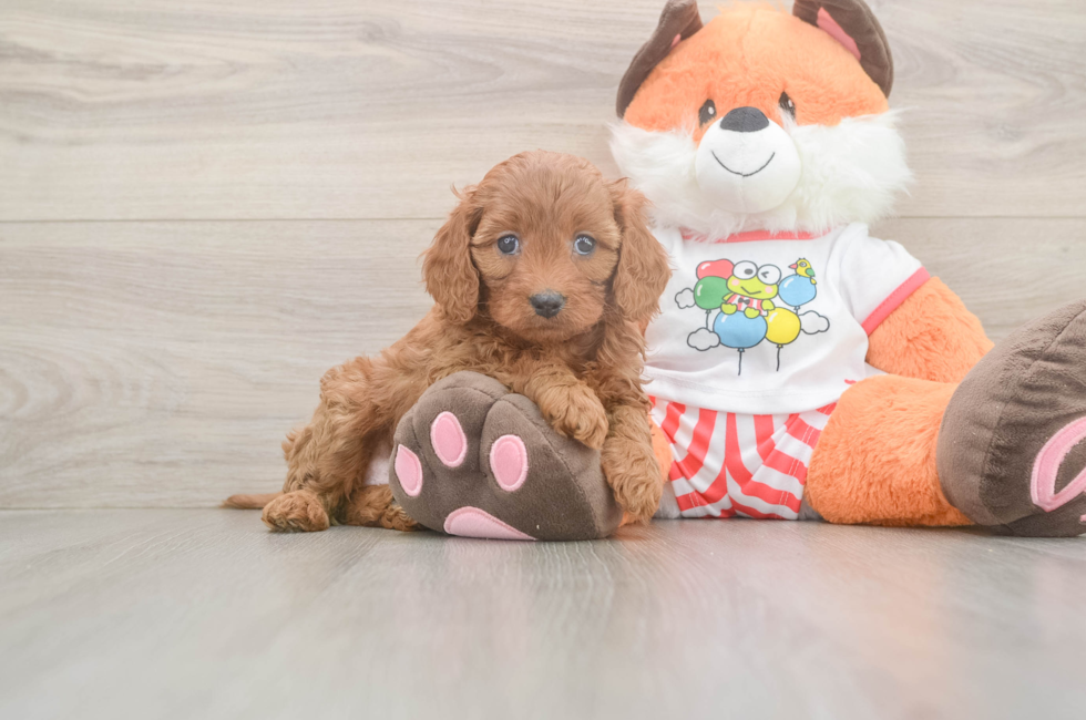 6 week old Cavapoo Puppy For Sale - Premier Pups
