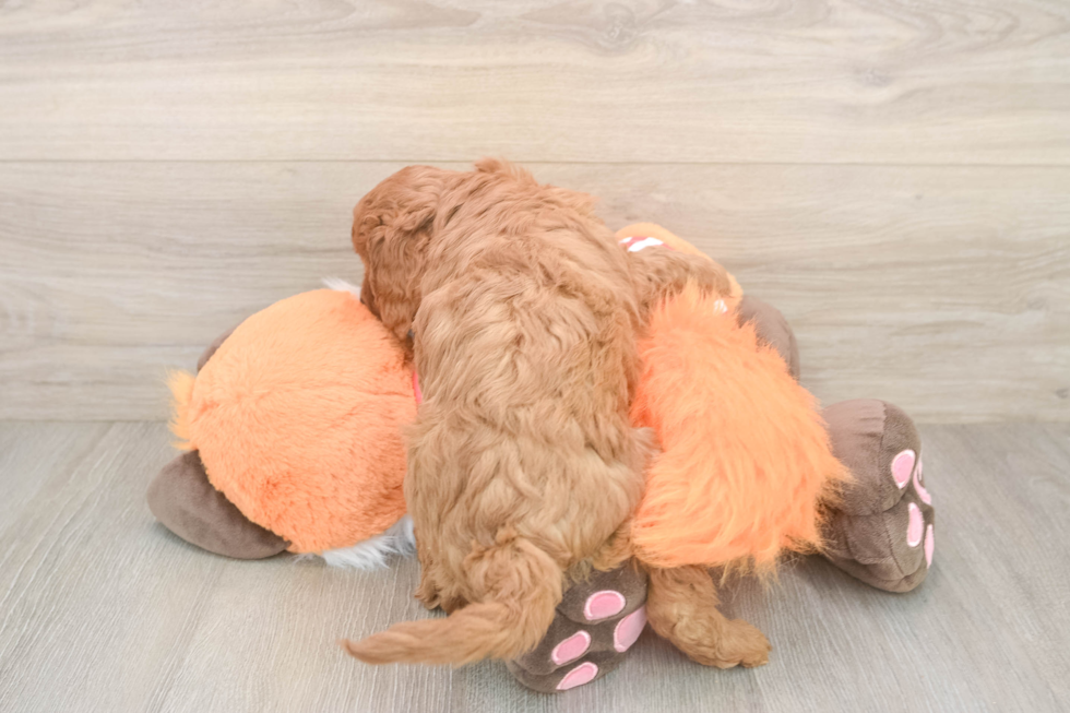 Cavapoo Pup Being Cute